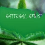 National Cannabis News | In The Trees Bozeman